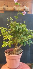 bonsai