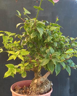 bonsai