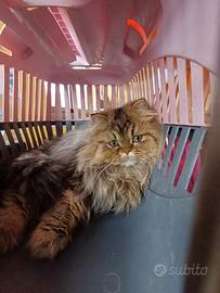 Persiano chinchilla golden