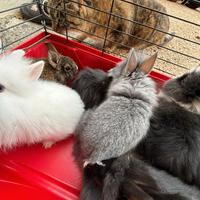 Coniglietti testa di leone