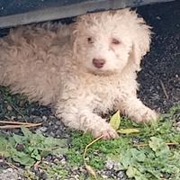 Lagotto romagnolo