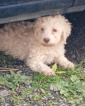 Lagotto romagnolo