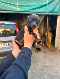 Chiuaua taglia mini mini