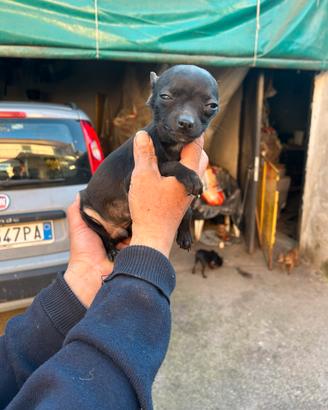 Chiuaua taglia mini mini