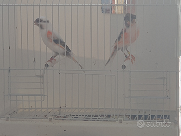 Canarini Arlecchini Portoghesi