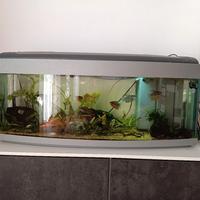 acquario 