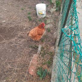 Baratto gallina