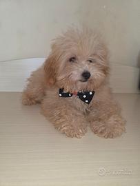 Maltipoo