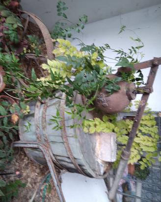 Carriola Volpi Bottoli irrigatrice d’epoca