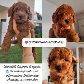 Disponibili barboncini Masci e femmina