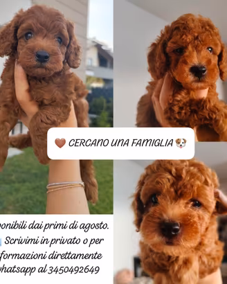 Disponibili barboncini Masci e femmina