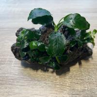 Roccia Lavica con Piante Anubias Nane e Bonsai