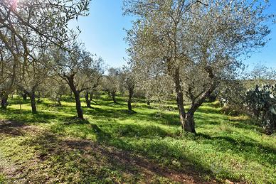Terreno agricolo - viziliu