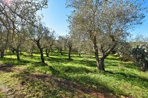 Terreno agricolo - viziliu