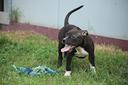 cucciola-pit-bull-con-pedigree-anche-a-rate