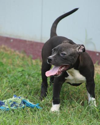 Cucciola Pit Bull con pedigree anche a rate