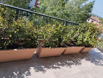 Vasi in PVC con piante