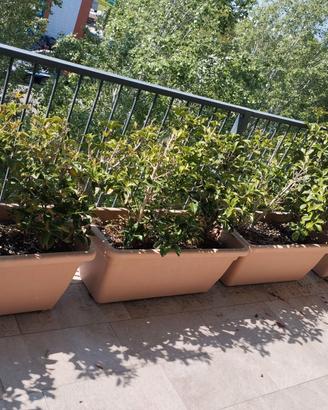 Vasi in PVC con piante