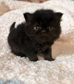 Cucciolo di gatto persiano