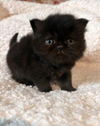 Cucciolo di gatto persiano