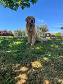 Golden retriever americano disponibile per monta