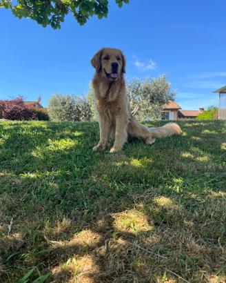 Golden retriever americano disponibile per monta