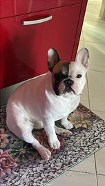 Bulldog Francese con pedigree Da monta