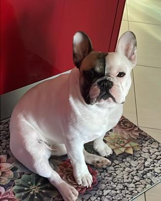 Bulldog Francese con pedigree Da monta
