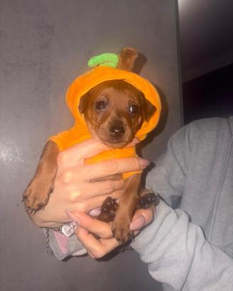 Pincher femmina