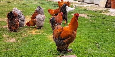 Galli Cocincina