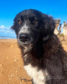Cucciolo abbandonato mix border collie