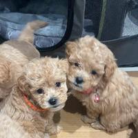 Cuccioli di maltipoo