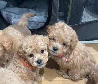 Cuccioli di maltipoo