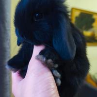 Coniglietto nano ariete mini lop