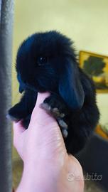 Coniglietto nano ariete mini lop
