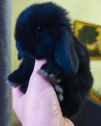 Coniglietto nano ariete mini lop