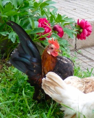 Galline Serama