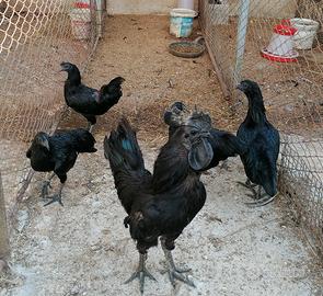Galline ornamentali