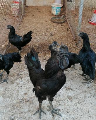 Galline ornamentali