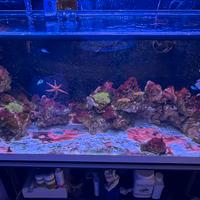 Rocce e coralli molli acquario marino