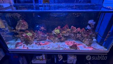 Rocce e coralli molli acquario marino