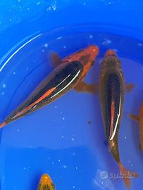 Carpe koi