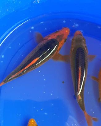 Carpe koi