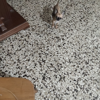 Ffff chihuahua mini Toy
