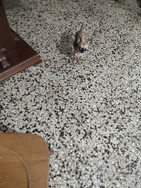 Ffff chihuahua mini Toy