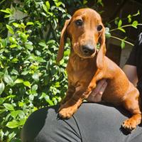 Cuccioli di bassotto tedesco nano e kaninchen