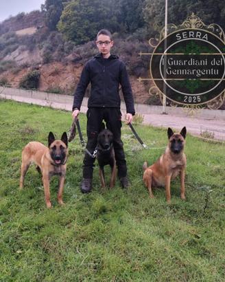 Cucciolata pastore belga malinois