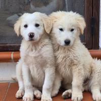 Lucius e Albus due cuccioli vaporosi