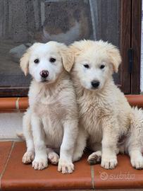 Lucius e Albus due cuccioli vaporosi