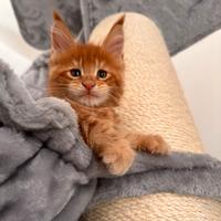 Cucciolo Maine coon rosso